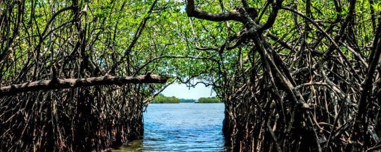 Madu Ganga River Safari